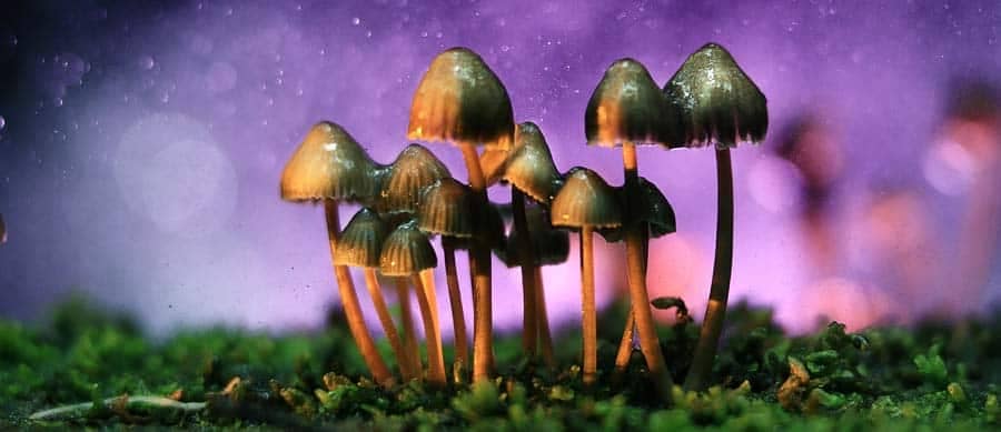 healing with psilocybin mushrooms